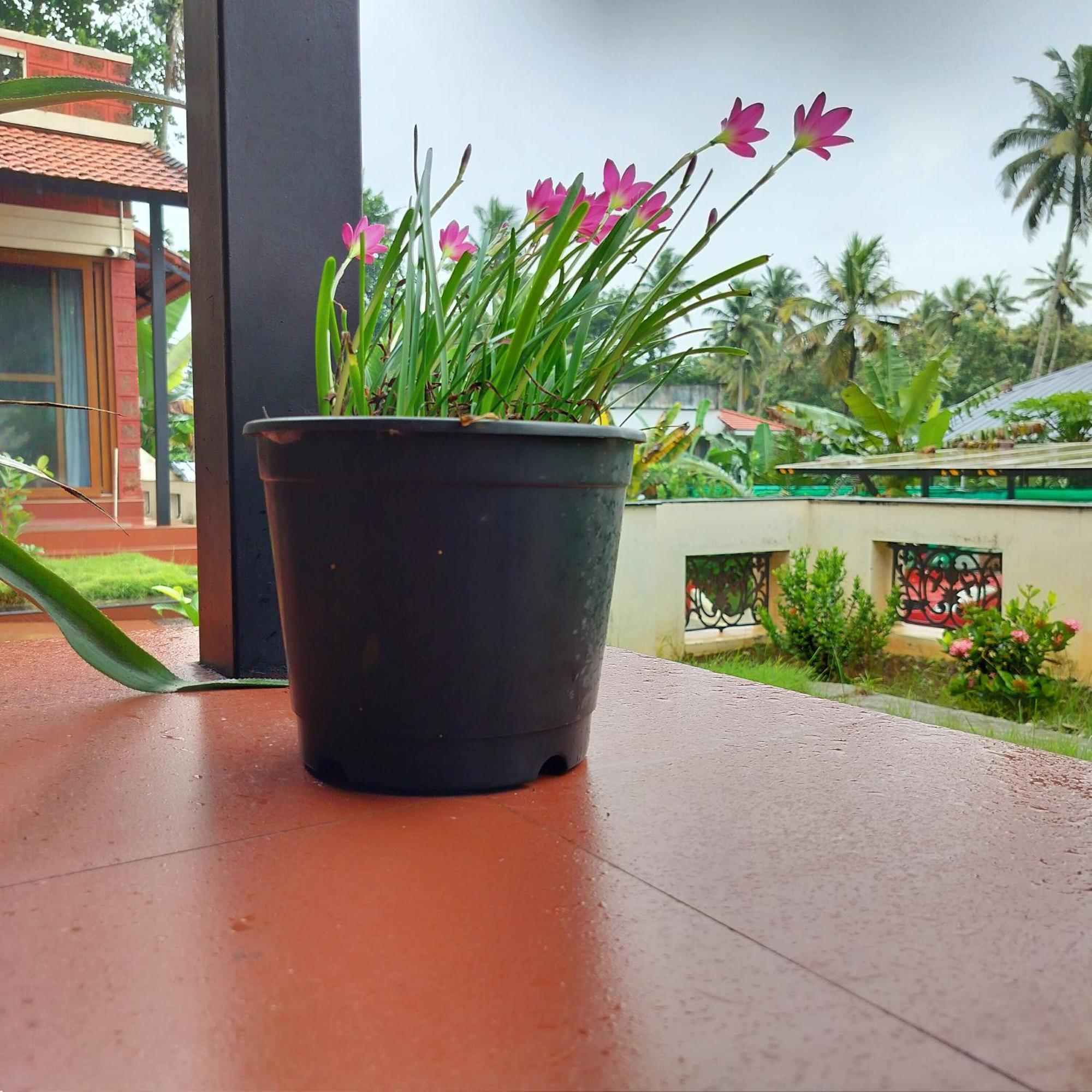 The Ixora - A Boutique Homestay Varkala Bagian luar foto